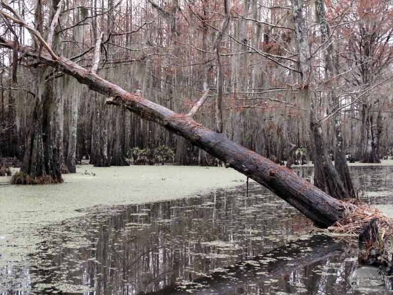 bayou46.jpg