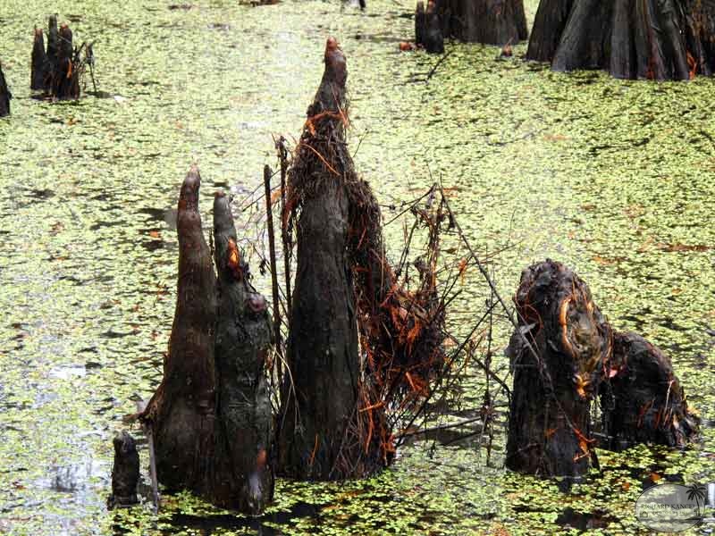bayou47.jpg