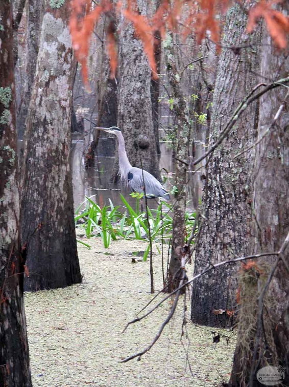 bayou50.jpg