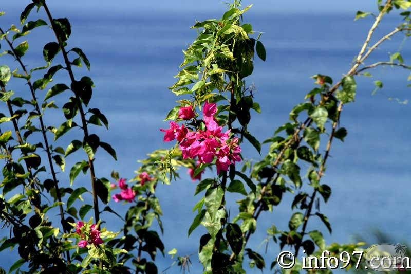jardin19.jpg