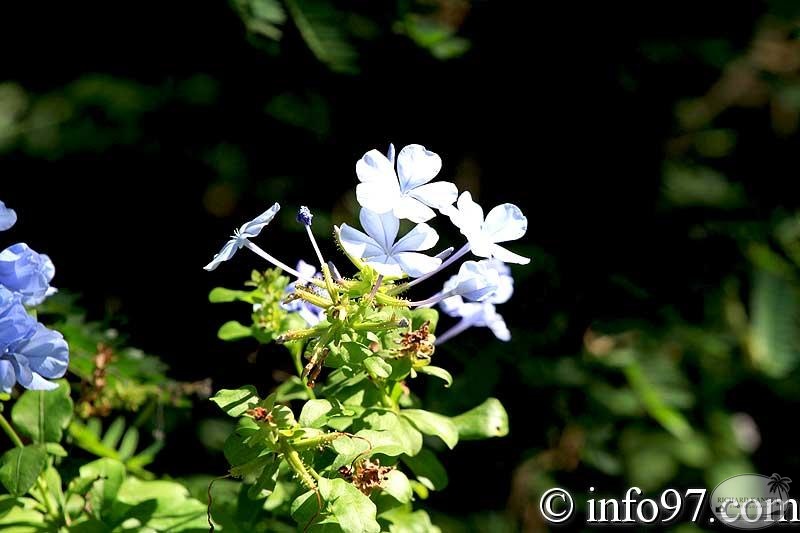 jardin20.jpg