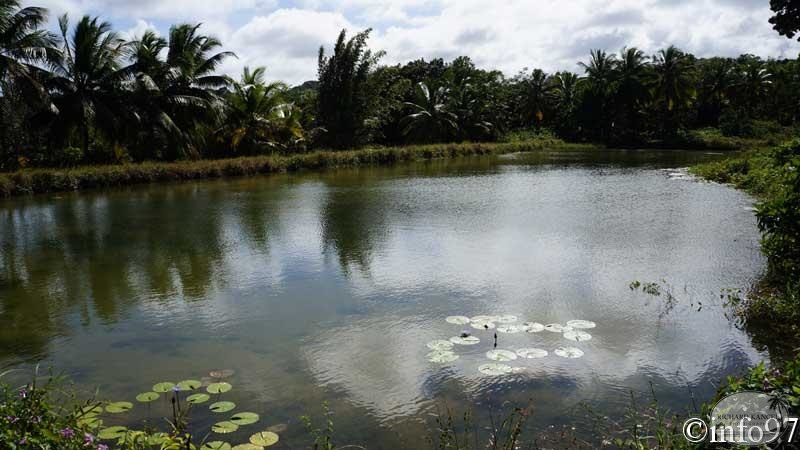 jardin-eau-75.jpg