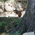 guyane100-iles-du-salut.jpg