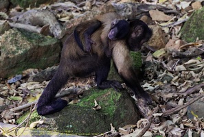 guyane102-iles-du-salut