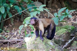 guyane110-iles-du-salut