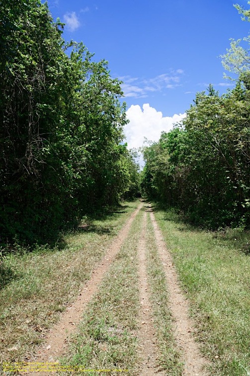 guyane003-marais-kaw.jpg