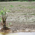 guyane016-marais-kaw.jpg