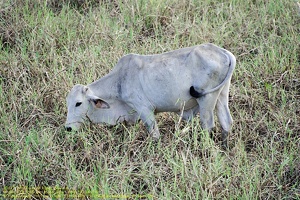 guyane042-marais-kaw