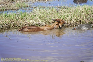 guyane046-marais-kaw