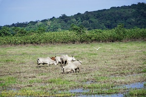 guyane048-marais-kaw