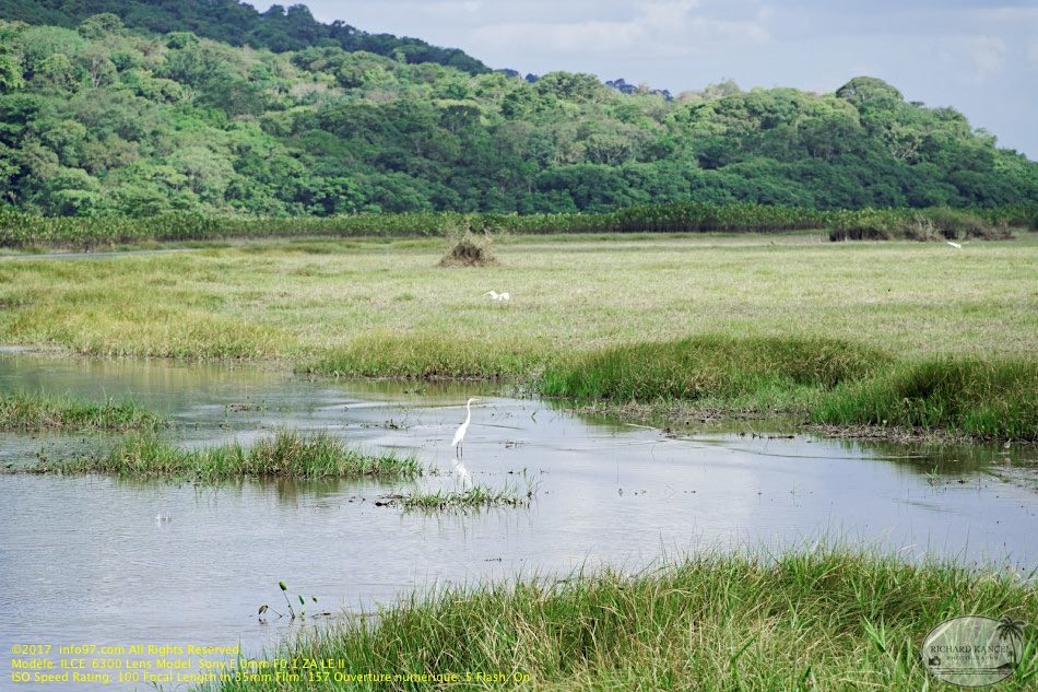 guyane053-marais-kaw.jpg