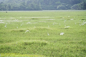 guyane067-marais-kaw