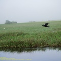 guyane107-marais-kaw.jpg