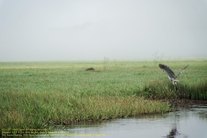 guyane108-marais-kaw