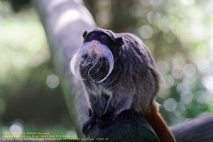 guyane05-zoo-cayenne