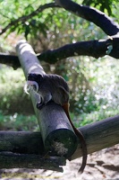 guyane06-zoo-cayenne