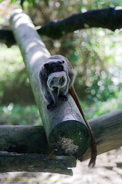 guyane07-zoo-cayenne.jpg