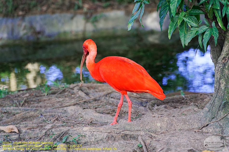 guyane16-zoo-cayenne.jpg