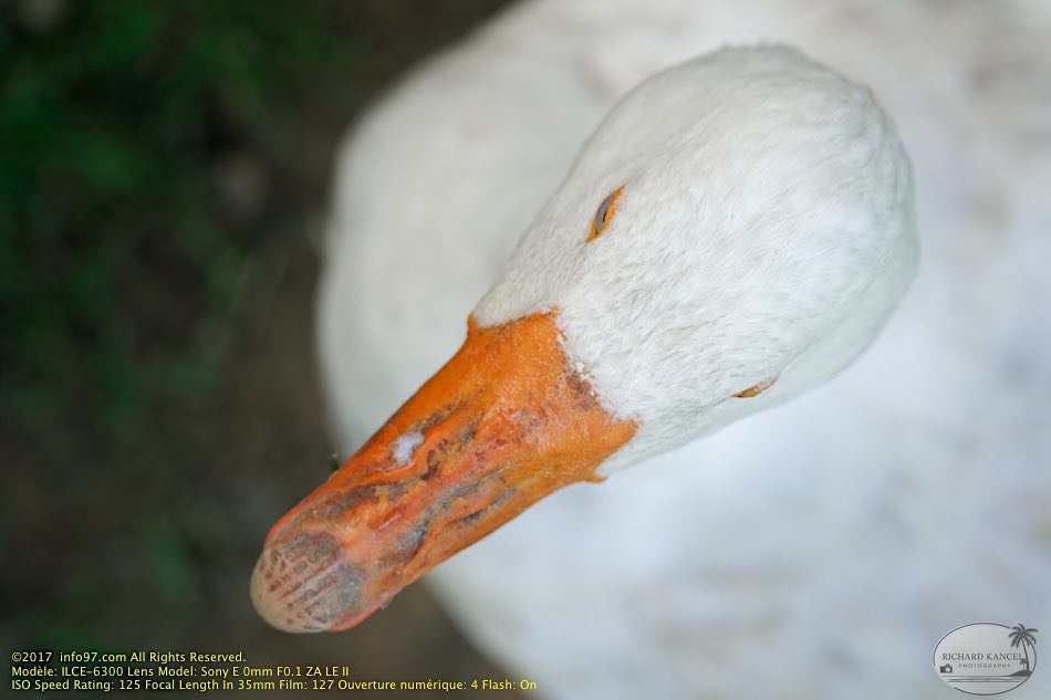 guyane18-zoo-cayenne.jpg