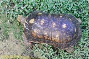 guyane20-zoo-cayenne