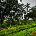 costa-rica-a200.jpg