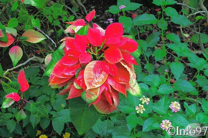 jardin-botanique-deshaies17.jpg