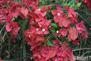 jardin-botanique-deshaies23