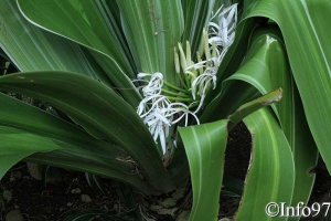 jardin-botanique-deshaies24