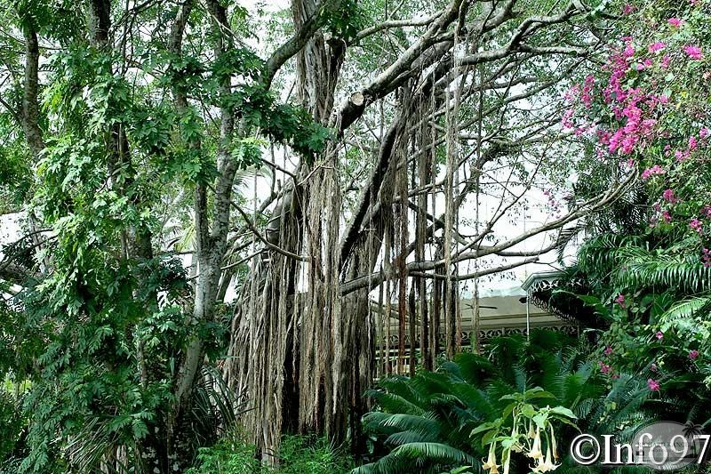 jardin-botanique-deshaies28.jpg