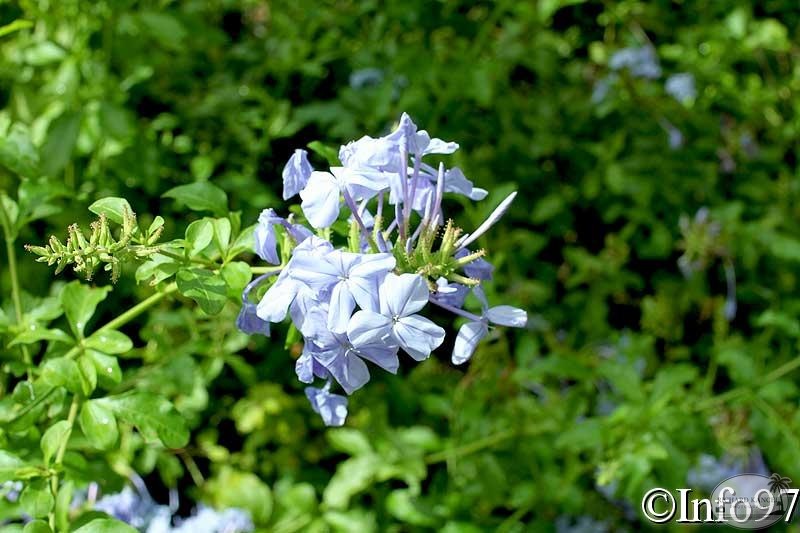 jardin-botanique-deshaies29.jpg