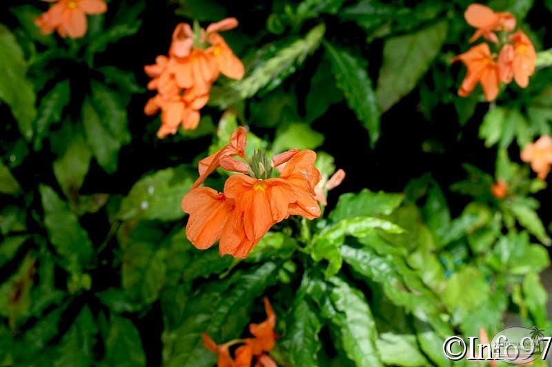 jardin-botanique-deshaies31.jpg