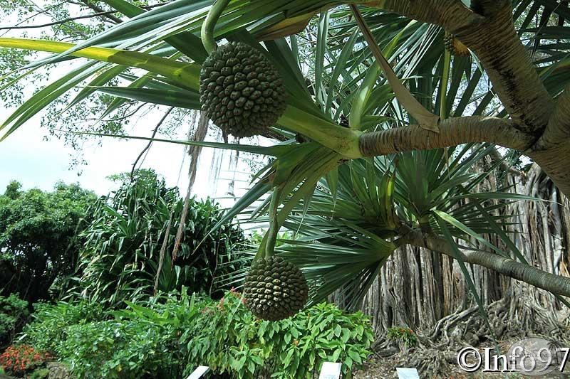 jardin-botanique-deshaies35.jpg