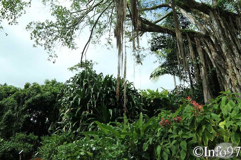 jardin-botanique-deshaies36.jpg
