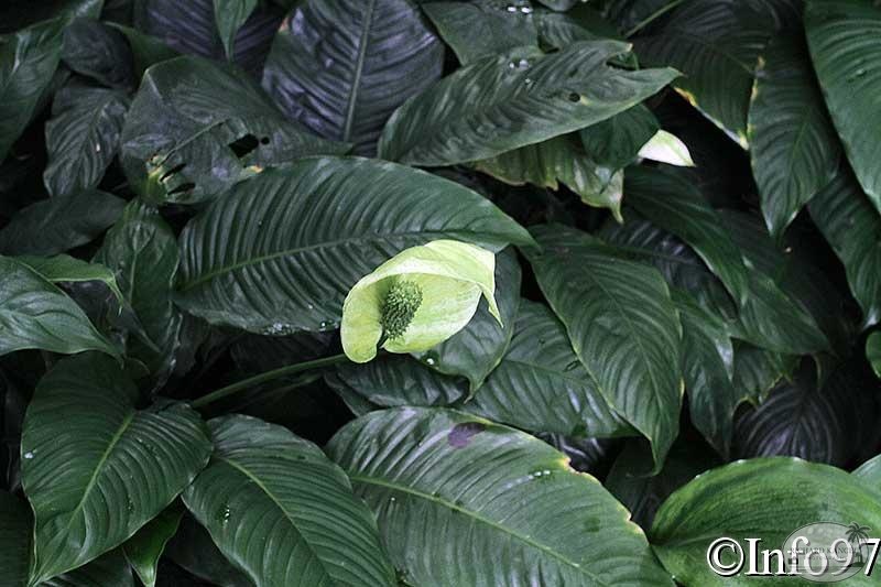 jardin-botanique-deshaies54.jpg