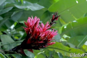 jardin-botanique-deshaies55