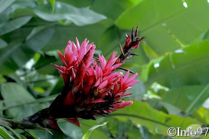 jardin-botanique-deshaies55.jpg