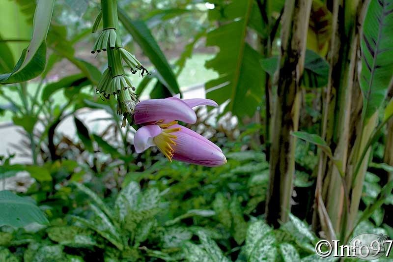 jardin-botanique-deshaies56.jpg