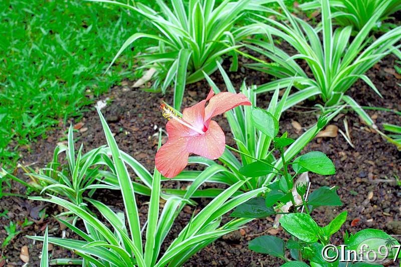 jardin-botanique-deshaies59.jpg