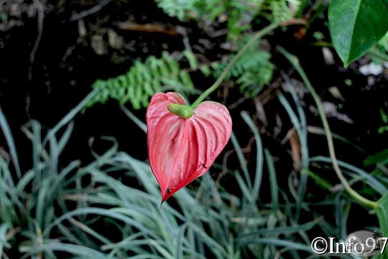 jardin-botanique-deshaies62.jpg