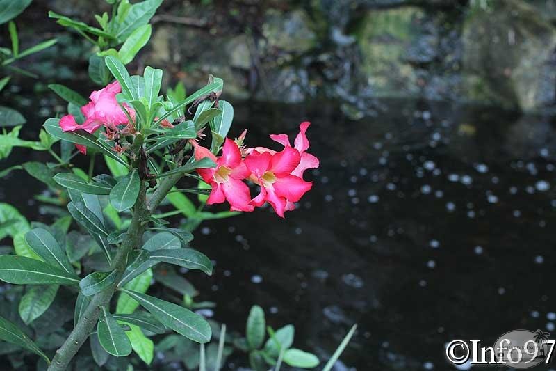 jardin-botanique-deshaies71.jpg