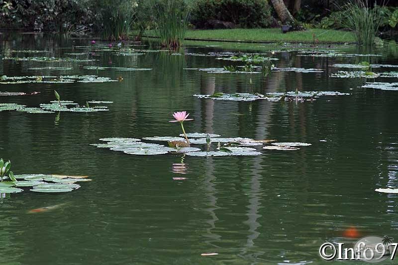 jardin-botanique-deshaies81.jpg