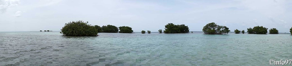 PaMooramics-mangrove8.jpg