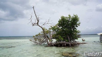 la-mangrove120