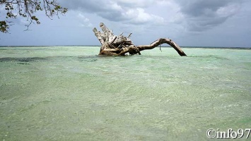 la-mangrove121