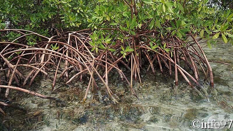 la-mangrove122.jpg