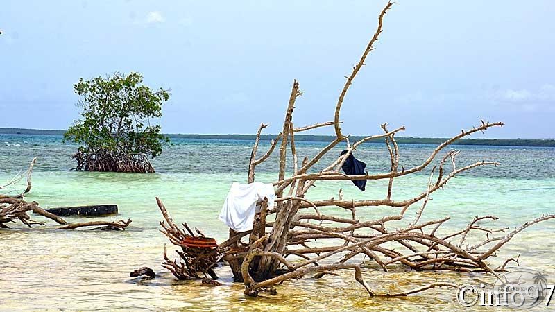 la-mangrove14.jpg