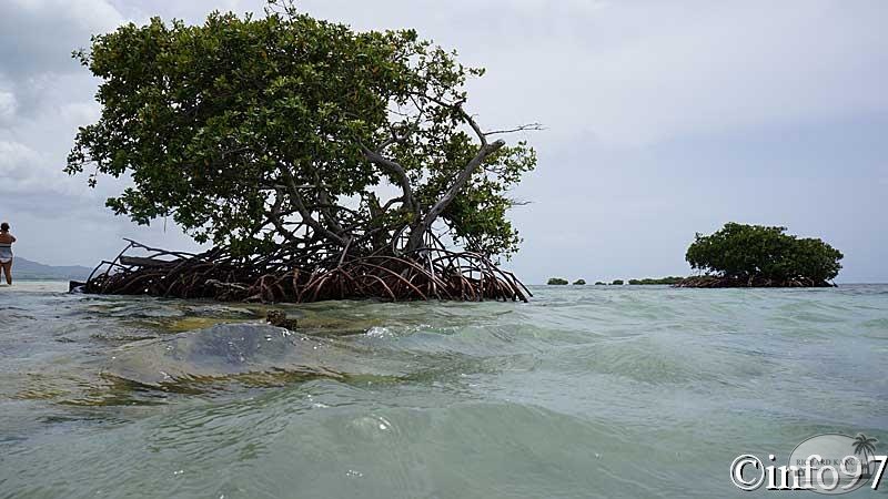 la-mangrove18.jpg