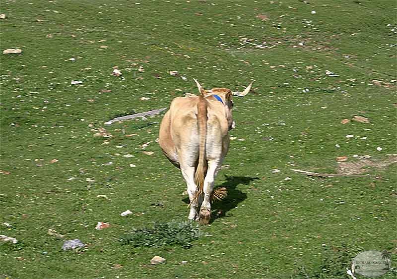 aubisque27.jpg