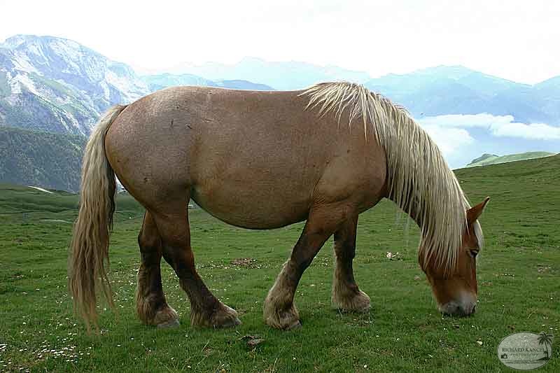 aubisque33.jpg