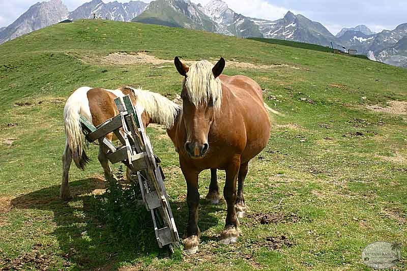 aubisque35.jpg